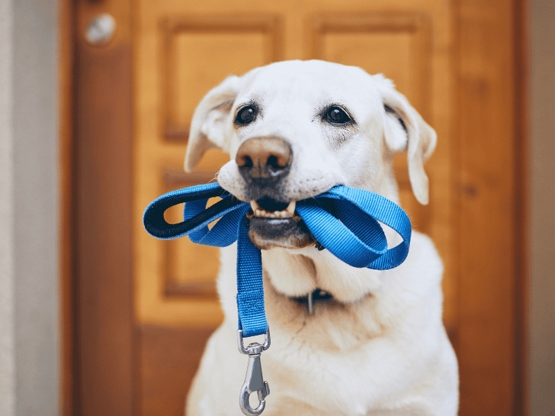 Fisioterapia Veterinária no Pós-Operatório: Não Prescrever Pode Ser Considerado Negligência