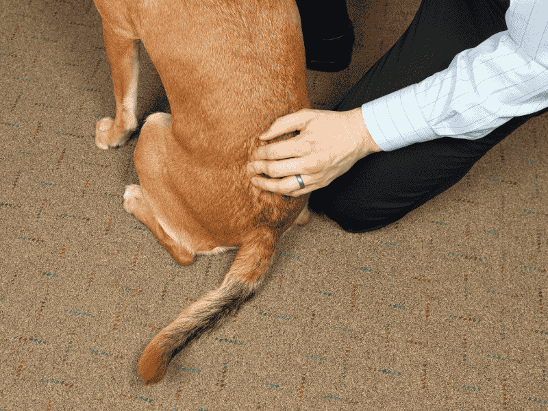 Problemas de coluna em pets: quando considerar a Quiropraxia para seu cão ou gato