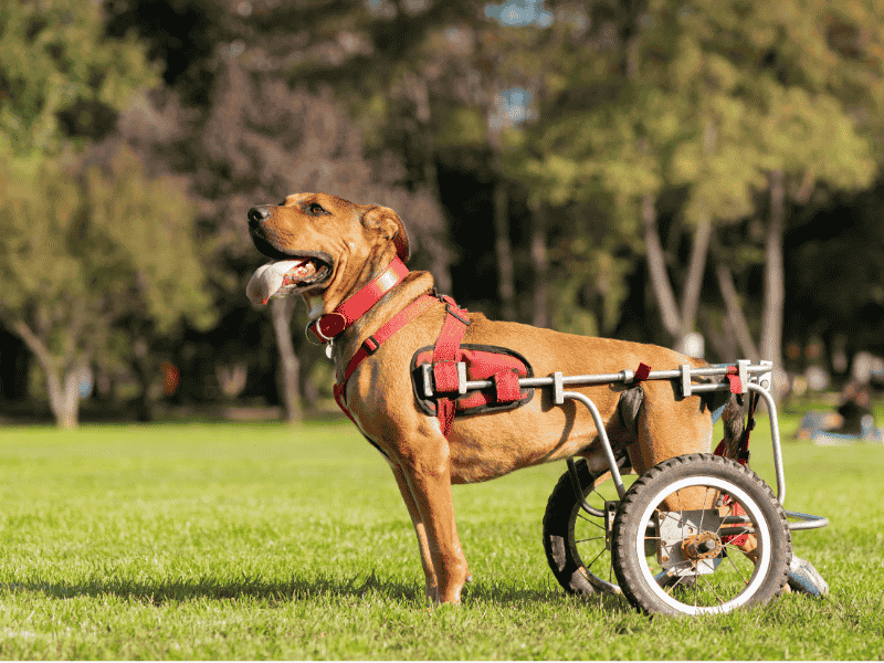 Paraplegia em Cães: Causas, Sintomas e Tratamentos