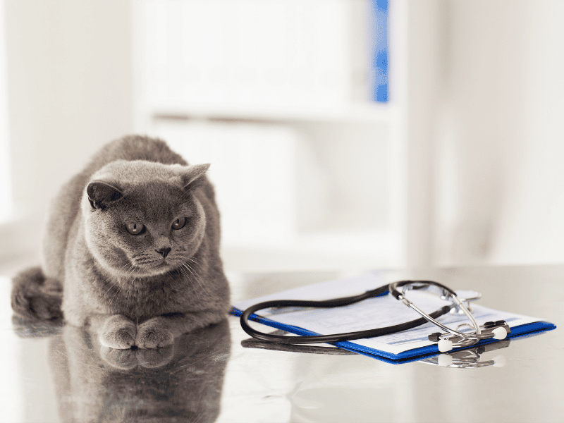 Ácido Hialurônico para Articulações de Cães e Gatos: Como Funciona a Infiltração Articular