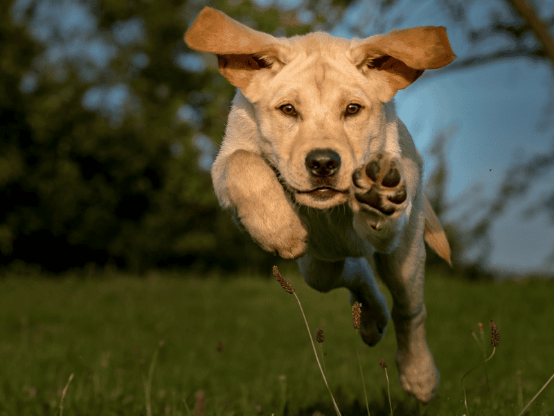 Infiltração Articular por Ácido Hialurônico em Cães: Guia Completo para Tutores