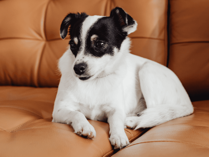 Cirurgia de TPLO em Cães: Como Funciona, Recuperação e Quando é Indicada