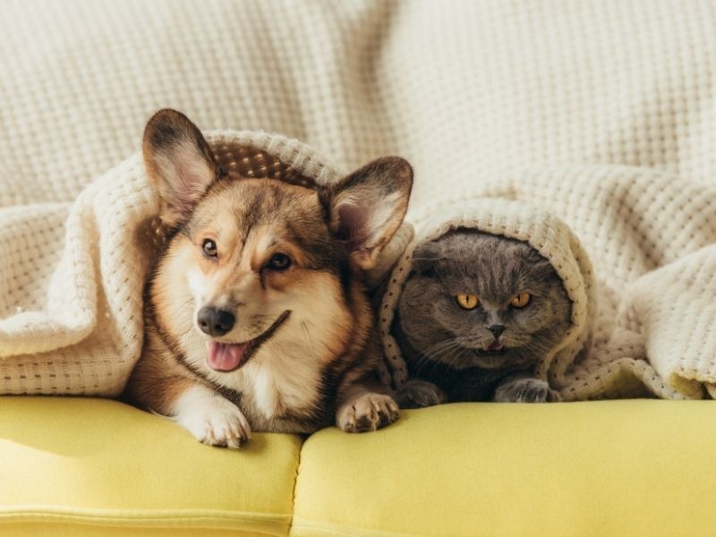 Frio e Artrite em Cães e Gatos: Como Proteger Seu Pet e Melhorar a Mobilidade