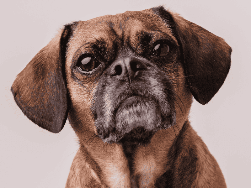 Visco Suplementação Canina: Indicações, Benefícios e Resultados.