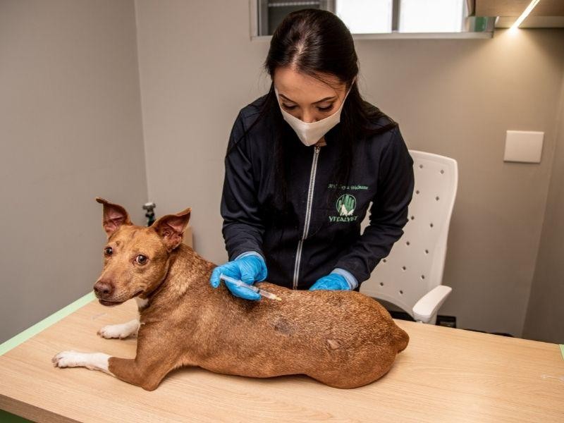 Ozonioterapia Veterinária em Porto Alegre