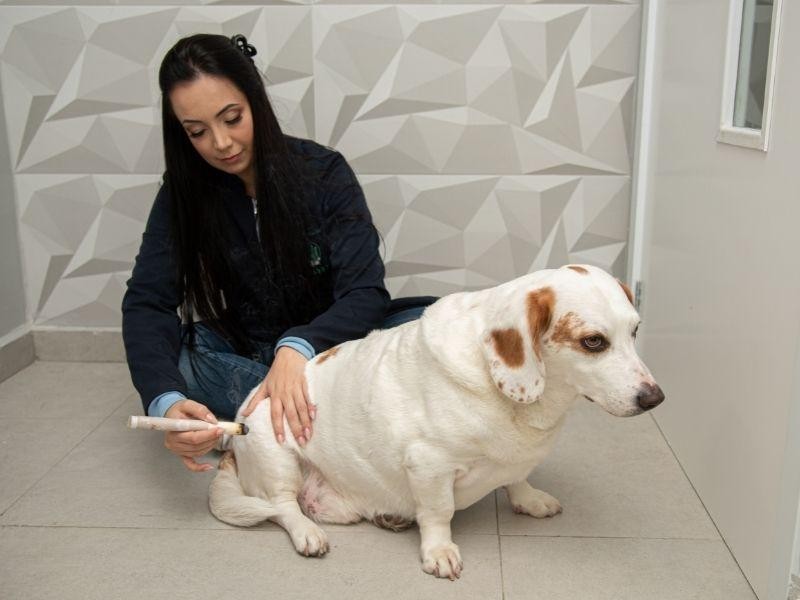 Infiltrações Articulares Veterinária em Porto Alegre