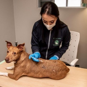 Ozonioterapia Veterinária em Porto Alegre