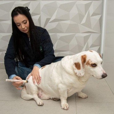 Infiltrações Articulares Veterinária em Porto Alegre