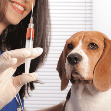 Infiltração articular por ácido hialurônico em cães em Canoas