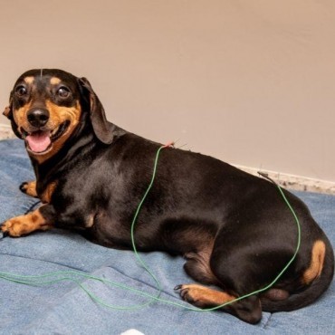 Acupuntura Veterinária em Porto Alegre