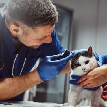 Otologia Veterinária em Porto Alegre