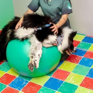 Fisioterapia Veterinária em Porto Alegre