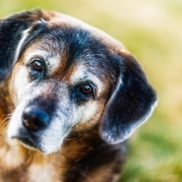 Geriatria Veterinária em Porto Alegre