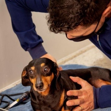 Quiropraxia Veterinária em Porto Alegre
