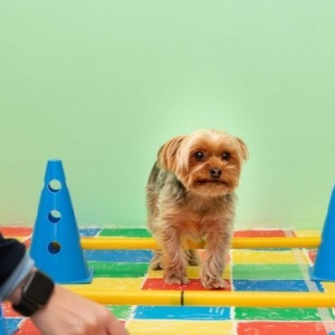 Termografia Veterinária em Porto Alegre