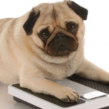 Endocrinologia Veterinária em Porto Alegre