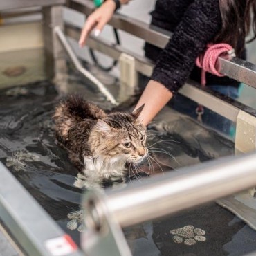 Natação Veterinária em Porto Alegre