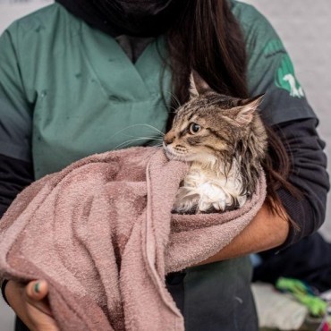 Aromaterapia Veterinária em Porto Alegre