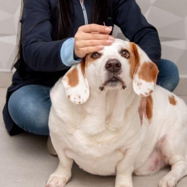 Terapia Neural Veterinária em Porto Alegre
