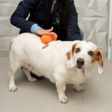 Massagem Veterinária em Porto Alegre