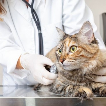 Eletrocardiograma Veterinário em Porto Alegre