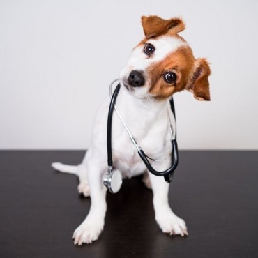 Cardiologia Veterinária em Porto Alegre