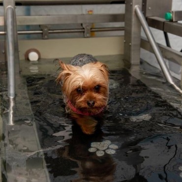 Hidroesteira Veterinária em Porto Alegre