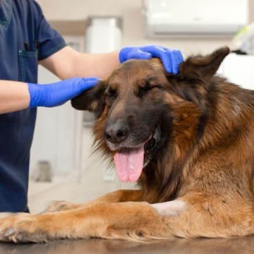 Neurologia Veterinária em Porto Alegre