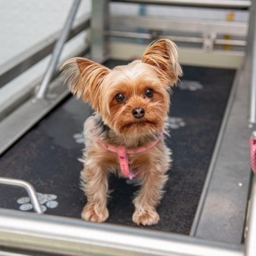 Pet Spa em Porto Alegre
