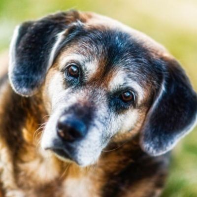geriatria-veterinaria-em-porto-alegre-27