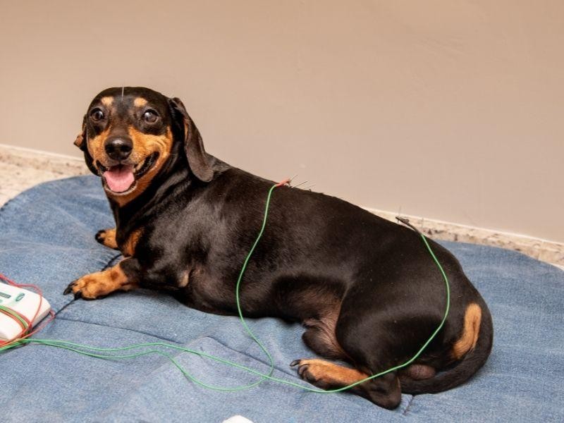 Acupuntura Veterinária em Porto Alegre