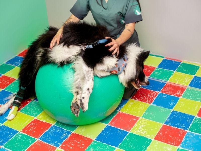 Fisioterapia Veterinária em Porto Alegre