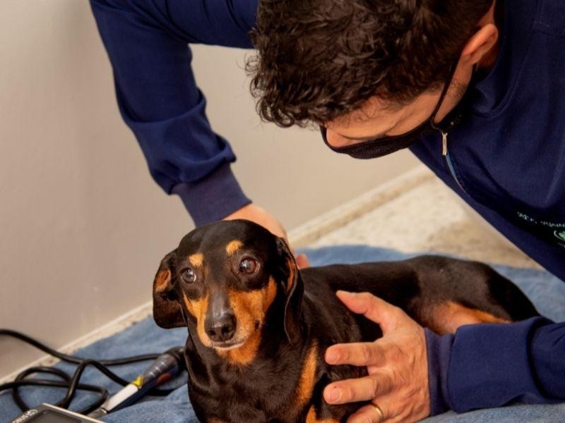 Quiropraxia Veterinária em Porto Alegre