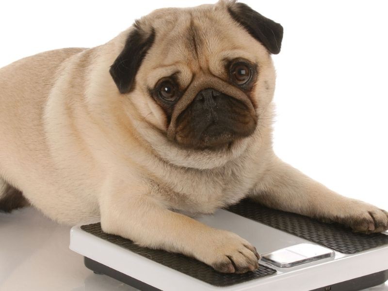 Endocrinologia Veterinária em Porto Alegre