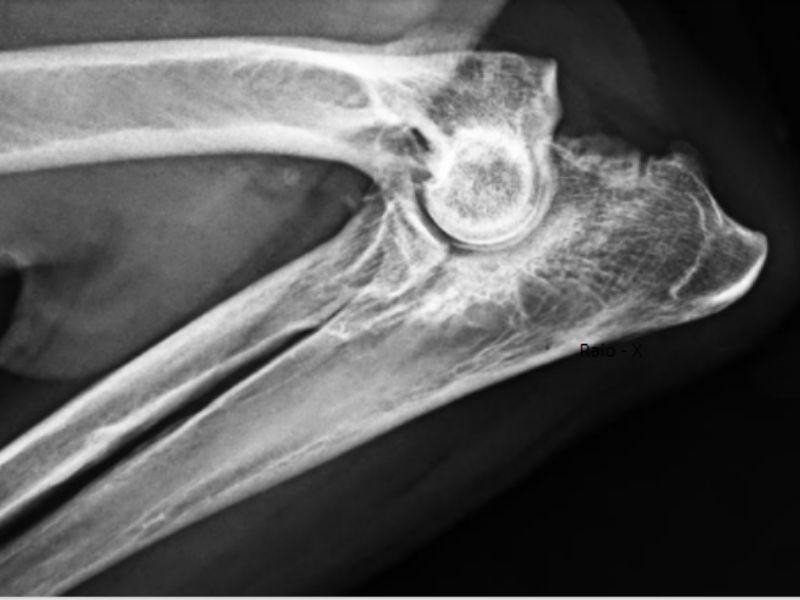 Raio-X Veterinário em Porto Alegre
