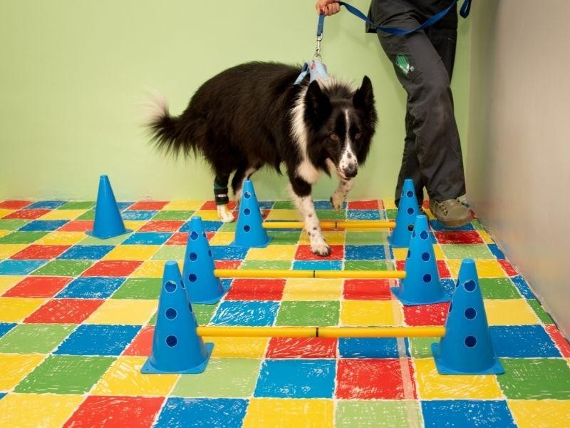 Exercícios Terapêuticos Veterinários