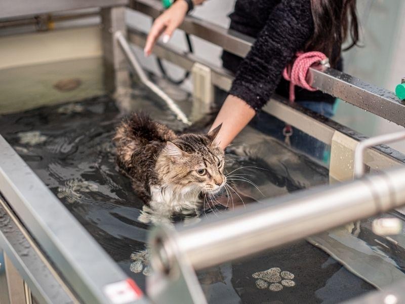 Natação Veterinária