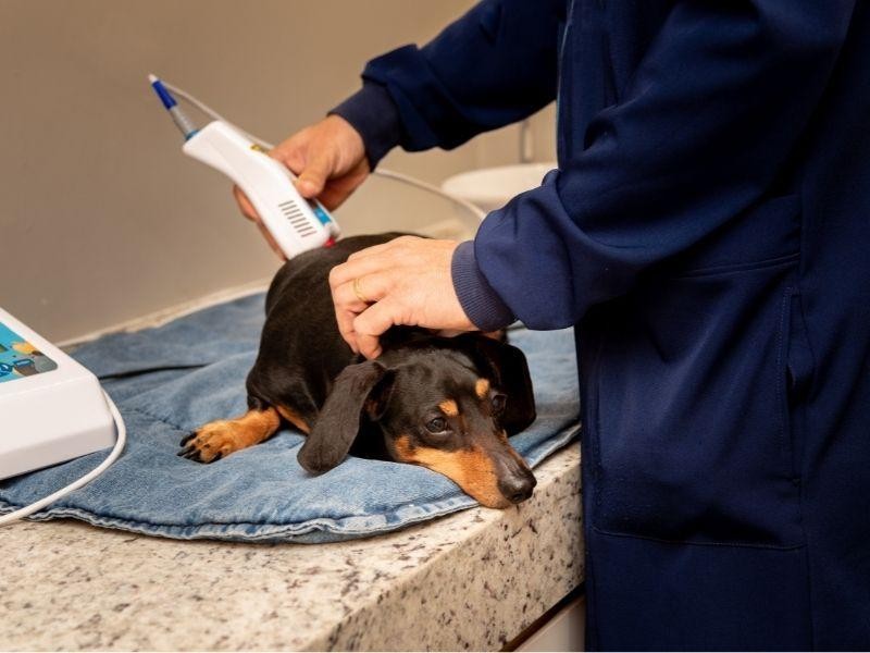 Ecocardiograma Veterinário em Porto Alegre