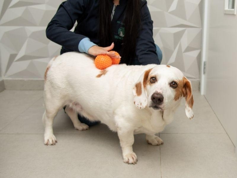 Massagem Veterinária