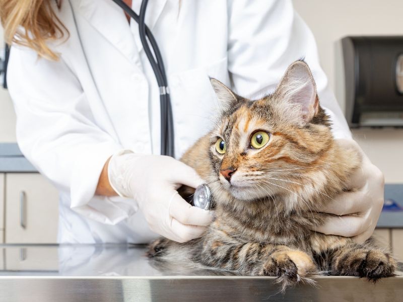 Eletrocardiograma Veterinário em Porto Alegre