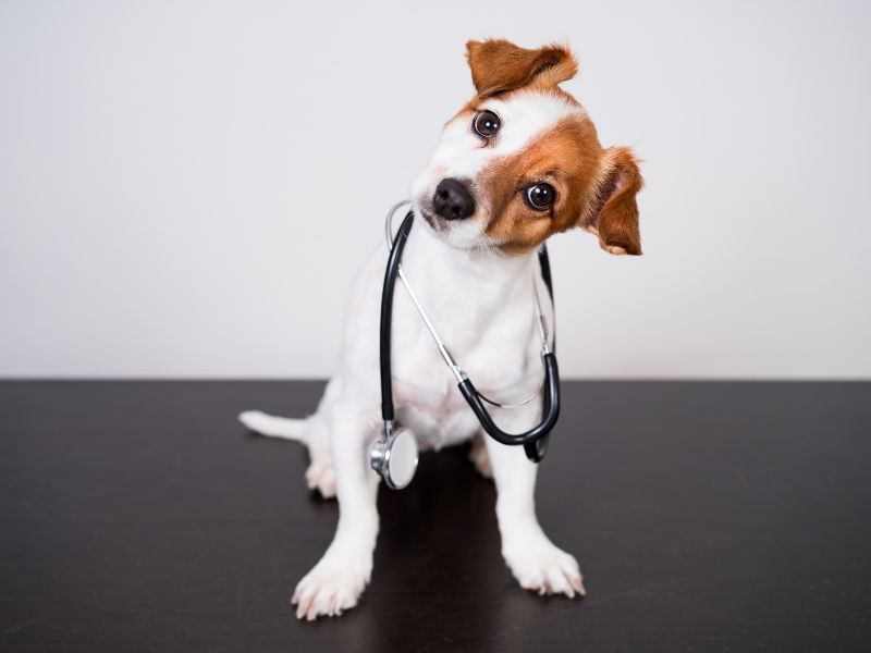 Cardiologia Veterinária em Porto Alegre