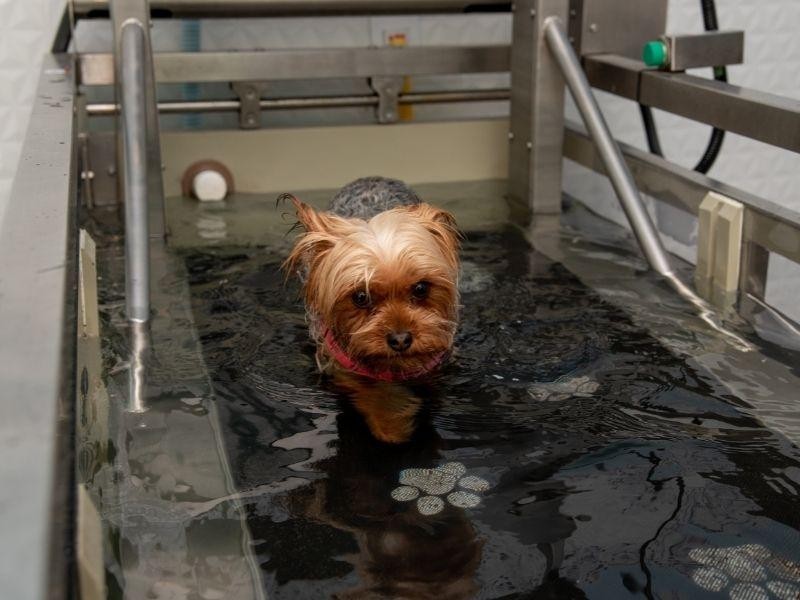 Hidroesteira Veterinária