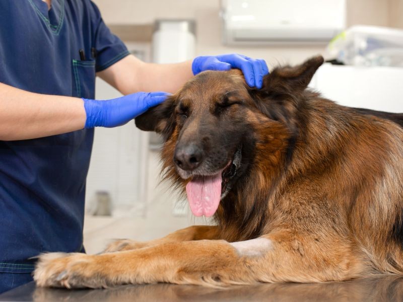 Neurologia Veterinária em Porto Alegre