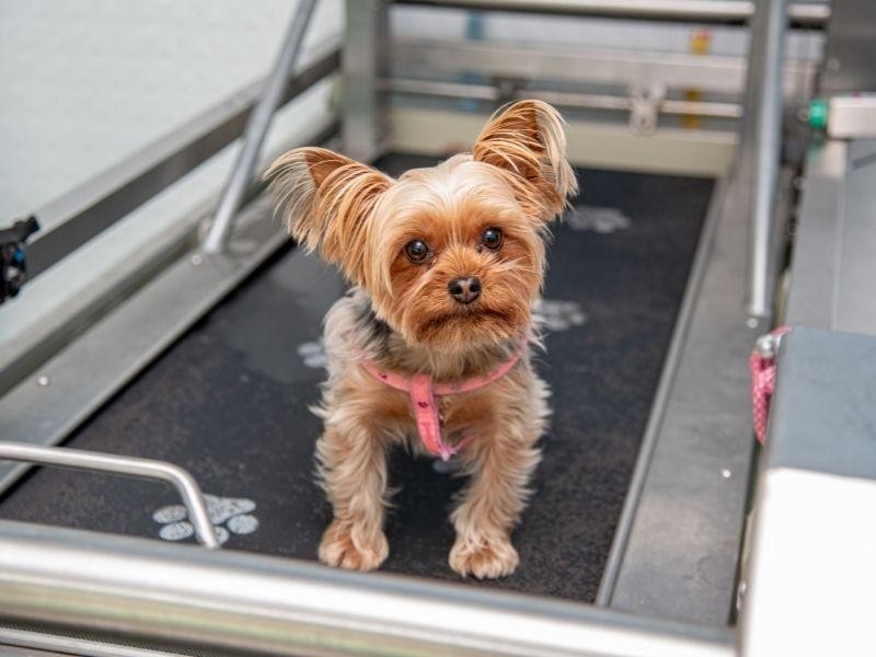 Pet Spa